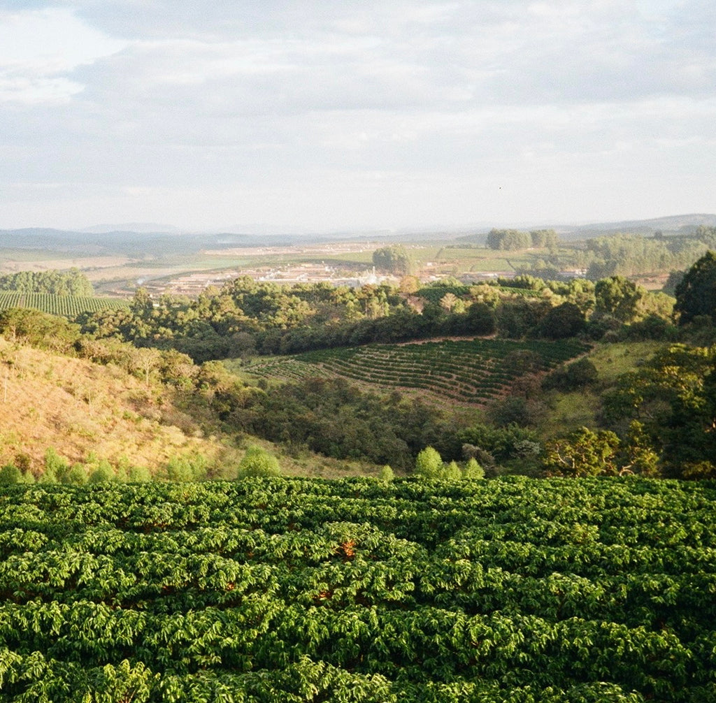 Brazil - Coffee superstate