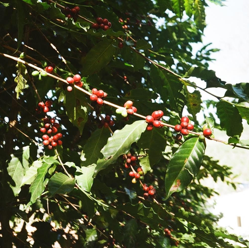 KALVE Coffee Journey from Seed to Cup