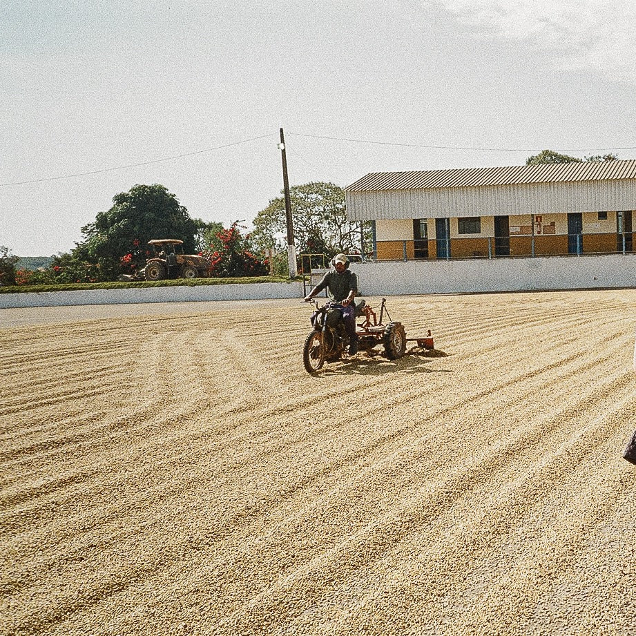 The Alchemy of Brazilian Coffee: harvesting and processing that shape coffee's flavor profile